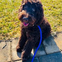 Lily - Goldendoodle
