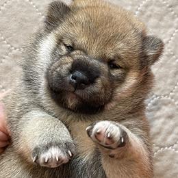 Girl 3 - Red female Shiba Inu puppy in Milton, Florida from Moonlight Shibas