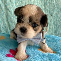 Danny - Red and white male Shih Tzu puppy in Hemet, California from Aloha Shih Tzu