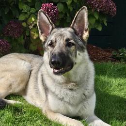 Shiloh Shepherds from SilverLiningShilohs