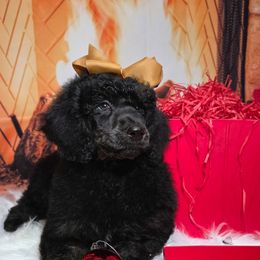 Lollygag - Purple Collar - Black female Poodle puppy in Springfield, Oregon from Valaurah Farms