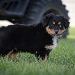Sterling - Black tri male Miniature Australian Shepherd puppy in Lowgap, North Carolina from Baileys Mini Aussies