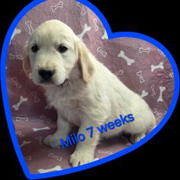 Blue boy - Light golden male Golden Retriever puppy in Albuquerque, New Mexico from Teeter's Desert  Goddess Goldens
