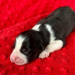 Nettie - Black tri-color female Australian Shepherd puppy in Loda, Illinois from Pilcher Farms