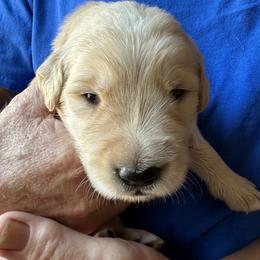 Golden Retriever Puppies from Gail’s Goldens