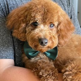 Double Doodles from Oodles of Doodles & Poodles