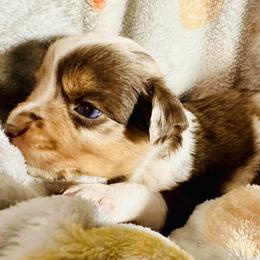 Butch Cassidy - Red merle male Miniature Australian Shepherd puppy in Port Saint Lucie, Florida from Charlene Brannon's Mini Australian Shepherds