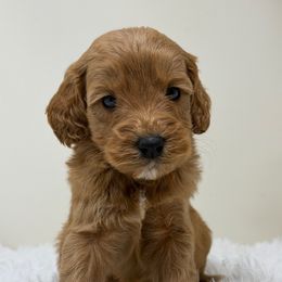 Puppy 3 - Red  male Goldendoodle puppy in Haleyville, Alabama from Susan’s Prefurred Doodles
