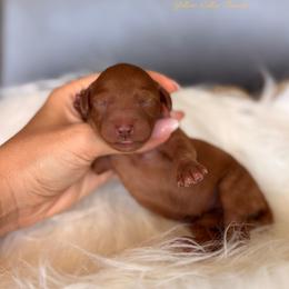 Hash Brown - Red  female Goldendoodle puppy in Las Vegas, Nevada from Dose of Doodles