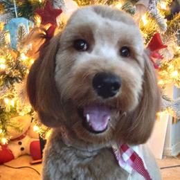 Roe - Goldendoodle