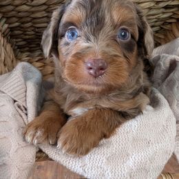 Aussiedoodle Puppies from The Cuddly Dood Ranch