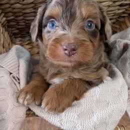 Aussiedoodle Puppies from The Cuddly Dood Ranch