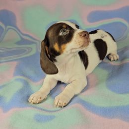 Dachshund Puppies from Newbern's Nuggets