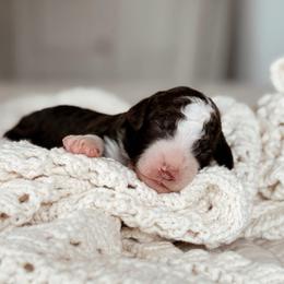 Ramen - Brown and white male Bernedoodle puppy in Maricopa, Arizona from Desert Ridge Doodles