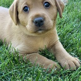 Labrador Retriever Puppies from TNT Elite Labradors