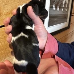 Female 3 - Black brown and white female Basset Hound puppy in Lindley, New York from Hill Top Basset Hounds & Cane Corso