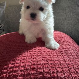 Snowflake - White female Maltese puppy in Dallas, Texas from Lizeth's Pups