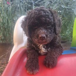 Boy 3 - Brown male Lagotto Romagnolo puppy in Salida, California from Harper's Lagotti