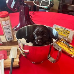 Purple Collar - Dark brown female Boykin Spaniel puppy in Hurtsboro, Alabama from PARK’s Family Farm
