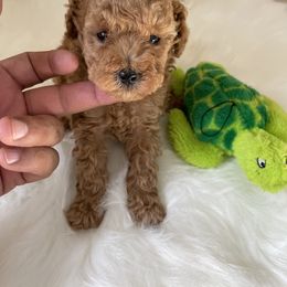 Maltese, Poodle, and Shih Tzu Puppies from Happy puppies