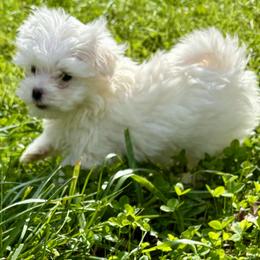 Bubbles - White female Maltese puppy in Polo, Missouri from Purely Maltese
