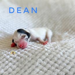 Dean - Parti male Goldendoodle puppy in Dallas County, Texas from Dream A Little Doodle
