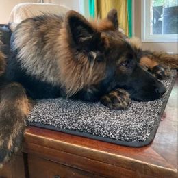 German Shepherd Puppies from Vom Hiatt German Shepherds