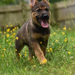 German Shepherd Puppies from Patriot Shepherds