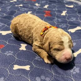 Orange rainbow collar - Cream female Goldendoodle puppy in Landis, North Carolina from Shelbys Doodle Farm