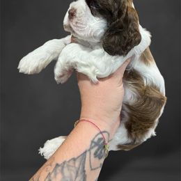 Cocker Spaniel Puppies from Canyonside Cocker Spaniels