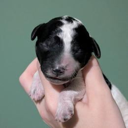 Roy - Parti male Poodle puppy in Salem Township, Maine from Moirae Poodles