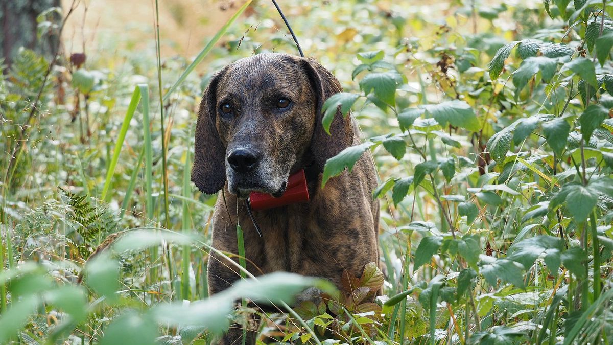 25 cute Plott puppies for sale in North Carolina Good Dog