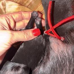 Labrador Retriever Puppies from Brad Gross