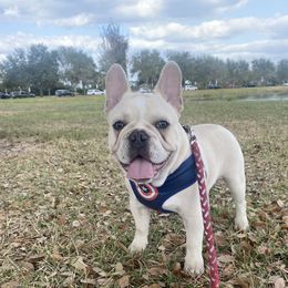 French Bulldog Puppies from Lola’s Frenchies