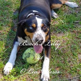 Lilly - Catahoula Leopard Dog