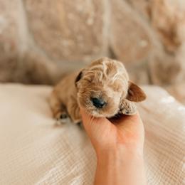 Benjamin - Apricot male Goldendoodle puppy in Yukon, Oklahoma from Bows and Ties Doodles, LLC