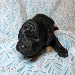 Onyx - Black male Cockapoo puppy in Sunset, Louisiana from Cano Cockapoos