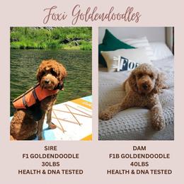 Goldendoodle puppies from Foxi Goldendoodle