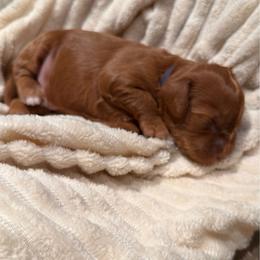 Navy blue - Red  male Goldendoodle puppy in Phoenix, Arizona from Doodles of the Desert