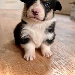 Pembroke Welsh Corgi Puppies from The King’s Corgis