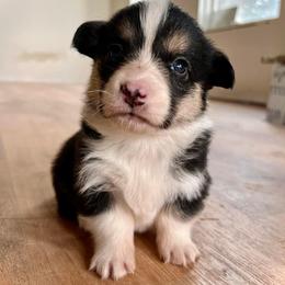 Pembroke Welsh Corgi Puppies from The King’s Corgis