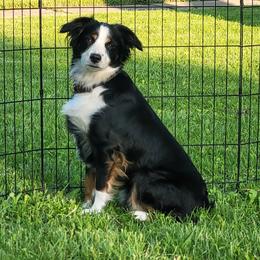 Rizzo - Miniature Australian Shepherd