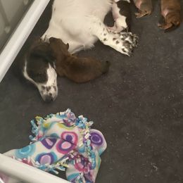 Dachshund Puppies from Bella’s Puppies