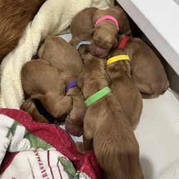Golden Retriever Puppies from Schueller's Golden Retrievers