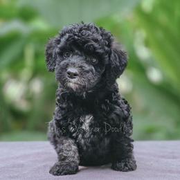 Zora - Black and white female Aussiedoodle puppy in Centreville, Mississippi from Trin's Designer Doodles