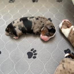 Blue Merle male - Blue merle male Toy Australian Shepherd puppy in Riverton, Utah from Iron Spirit Homestead & Aussies