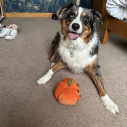Australian Shepherd All Grown Up from Eileensaussies