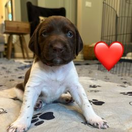 Crux-Red Collar - Liver and white male German Shorthaired Pointer puppy in Conroe, Texas from Tipsy Rabbit GSP TopDog Kennel