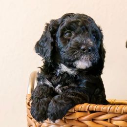 Scout - Black and white Bernedoodle puppy in Yorba Linda, California from SoCal Doodles