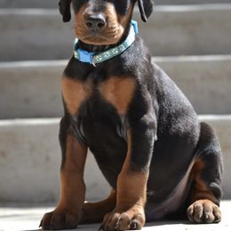 Doberman Pinscher Puppies from Obsidian Kennels